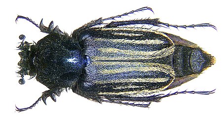 Eulasia vittata