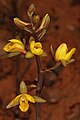 Eulophia hians var. inaequalis South Africa - Gauteng - Pretoria