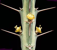Euphorbia ballyana