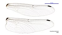 Eusynthemis deniseae male wings (34895412712).jpg