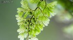 Ceunant Llennyrch National Nature Reserve