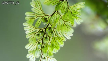 Expanding Llennyrch Nature Reserve