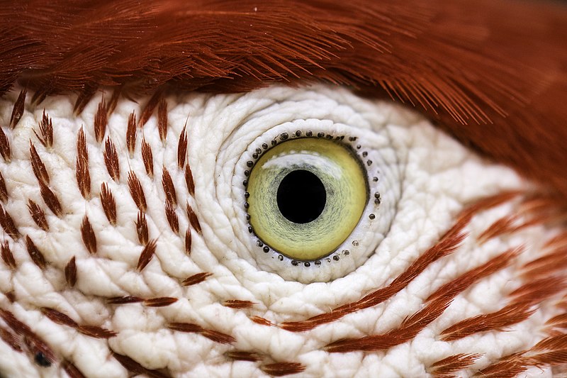 File:Eye of the Bird.jpg