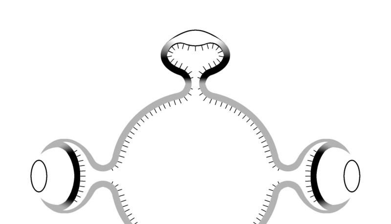 File:Eyes median and lateral.png