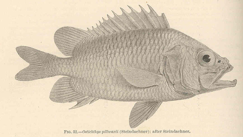 File:FMIB 42415 Ostichthys pillwaxii (Steindachner); after Steindachner.jpeg