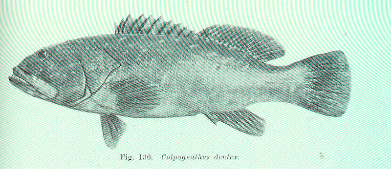 File:FMIB 45644 Colpognathus dentex.jpeg