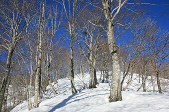 Deciduous tree