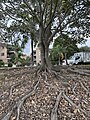 The roots on this tree look amazing.