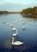 Fairburn Ings RSPB reserve