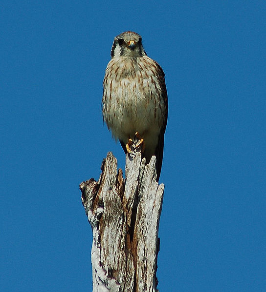 File:Falco sparverius Florida Keys.jpg