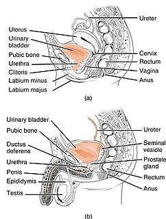 The urethra is a tube that connects the urinary bladder to the urinary meatus for the removal of urine from the body of both females and males. In human females and other primates, the urethra connects to the urinary meatus above the vagina, whereas in marsupials, the female's urethra empties into the urogenital sinus.