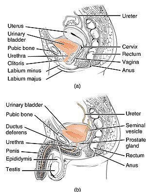 Female and Male Urethra.jpg