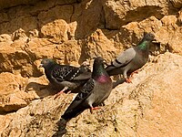 Ancestrais selvagens de pombos são encontrados na Europa