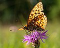 * Nomination Emperor's coat (Argynnis paphia) on the Friesener Warte near Hirschaid in Upper Franconia --Ermell 06:08, 2 May 2020 (UTC) * Promotion  Support Good quality. --ArildV 07:38, 2 May 2020 (UTC)