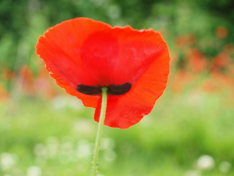 File:Field Poppy (4749395971).jpg