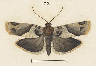 <i>Eurythecta loxias</i> Species of moth