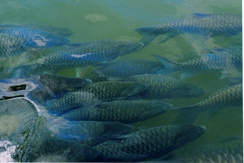 File:Fishes in the Tunga river at Sringeri.jpg