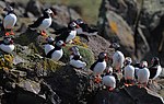 Thumbnail for List of birds of Newfoundland and Labrador