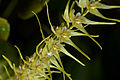 Trichosalpinx dirhamphis flowers