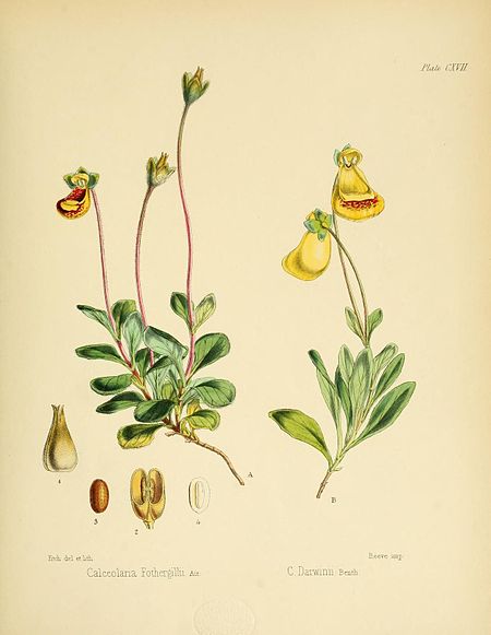 Plate CXVII; Calceolaria Fothergillii Ait. C. Darwinii Benth.; Fitch del et lith.; Reeve imp.