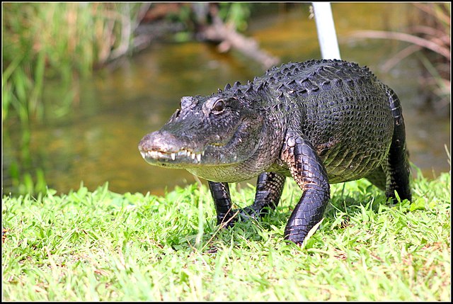 "High walk" of an alligator