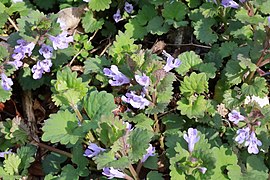 Ground-ivy