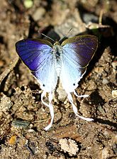 Dorsal view