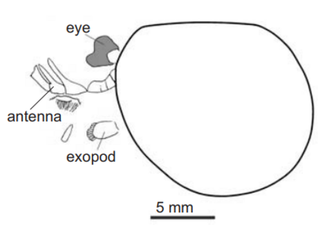 Forfexicaris