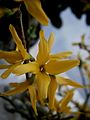 Forsythia ×intermedia close-up