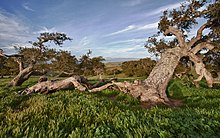 Old Coast Live Oak at Fort Ord Fort Ord NM (9299753959).jpg