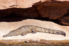 Crocodylus johnsoni.