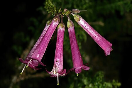 Freylinia crispa