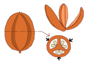 Cápsula loculicida: Fruto cerrado, fruto abierto y corte transversal con flechas mostrando el sitio de sutura.