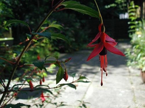 Fuchsia-magellanica.JPG