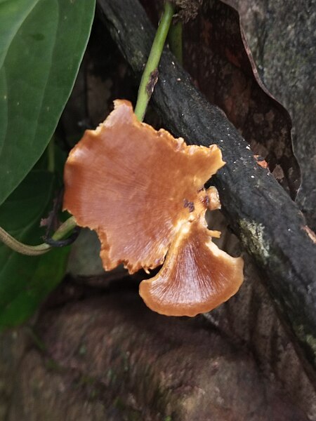 File:Fungi, Nativeplants.jpg