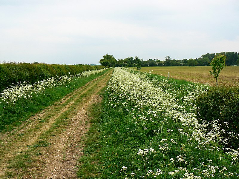 File:Further down the track south from Charlham Farm House, Ampney St Peter - geograph.org.uk - 1879904.jpg