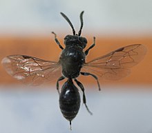 Fuscipennis.jpg 