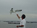 Alimentando gaivotas con mexillón