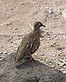 Galapagos Dove (Zenaida galapagoensis) (20330840138).jpg
