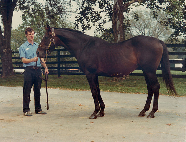 Gallant Man at Spendthrift Farm in 1981