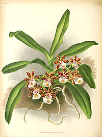 plate 330 Saccolabium bellinum Gastrochilus bellinus