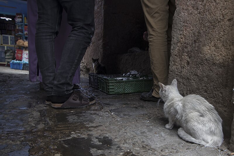 File:Gatto nelle strade di Tangeri 160.jpg