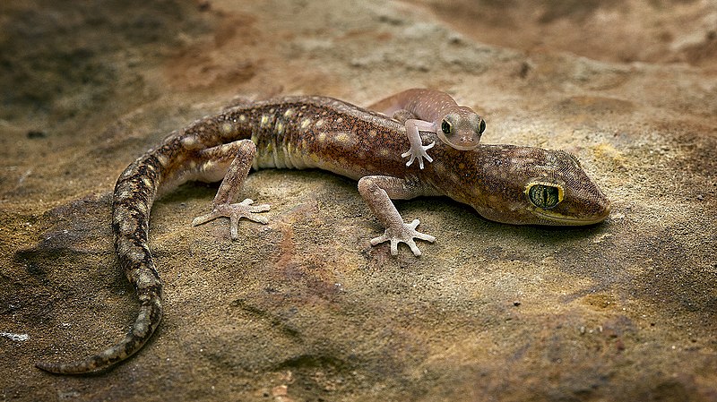 File:Gecko Frolics.jpg