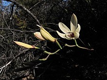 Geissorhiza melanthera Helme 2.jpg