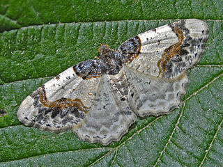 <i>Ligdia adustata</i> Species of moth