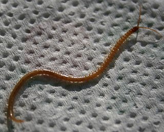 <i>Geophilus flavus</i> Species of centipede