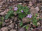 Geranium maculatum, or spotted geranium