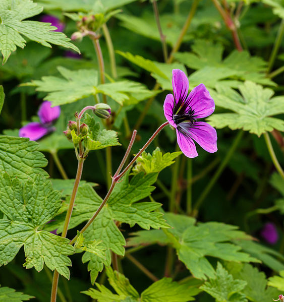 File:Geranium procurrens 0012 02.jpg