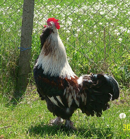 Faverolles cock / rooster