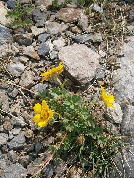 File:Geum reptans 005.JPG